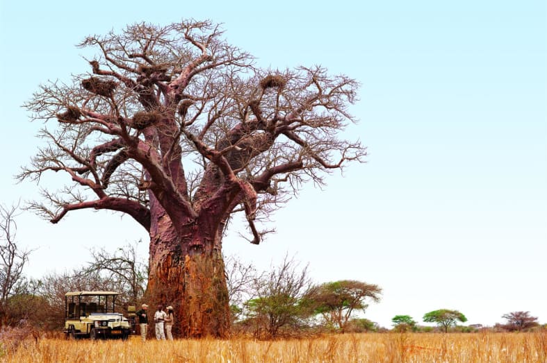 Baobab tree near Singita Pamushana - Family Holiday Off the Beaten Track in Zimbabwe