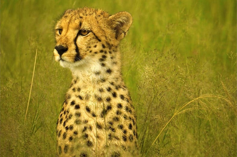 Hwange cheetah - Zimbabwe and Mozambique