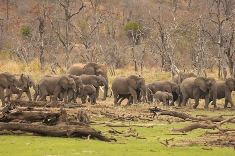 Hwange elephants - Zimbabwe and Mozambique