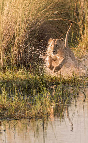 Top 10 Wildlife Experiences