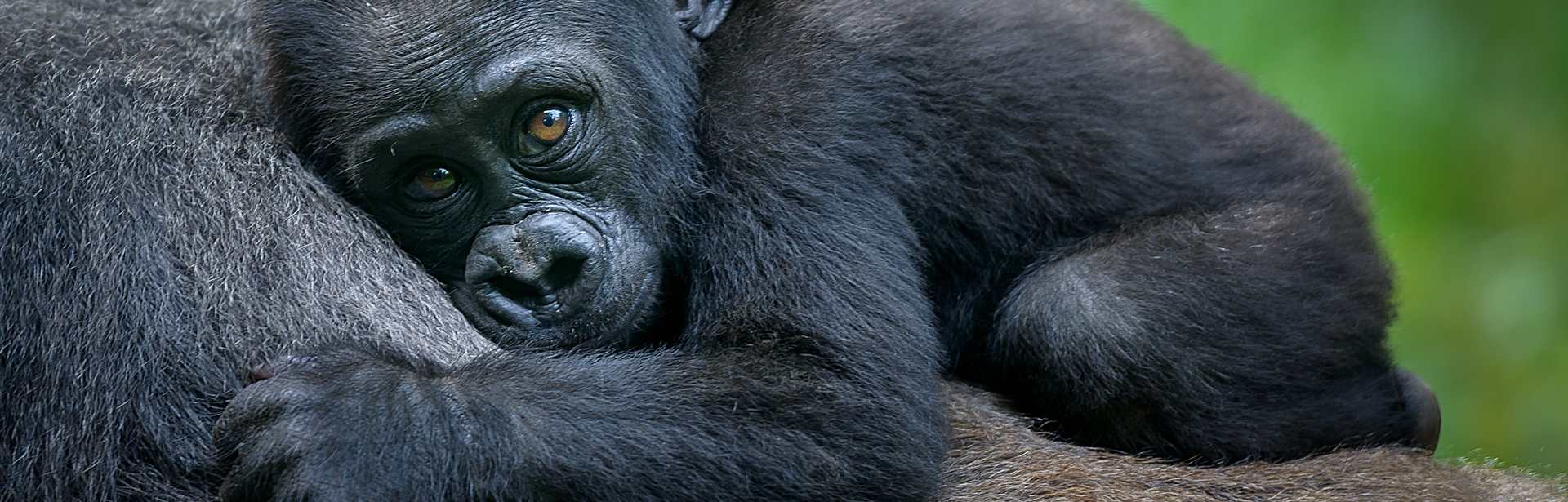 Plan your Uganda trip today