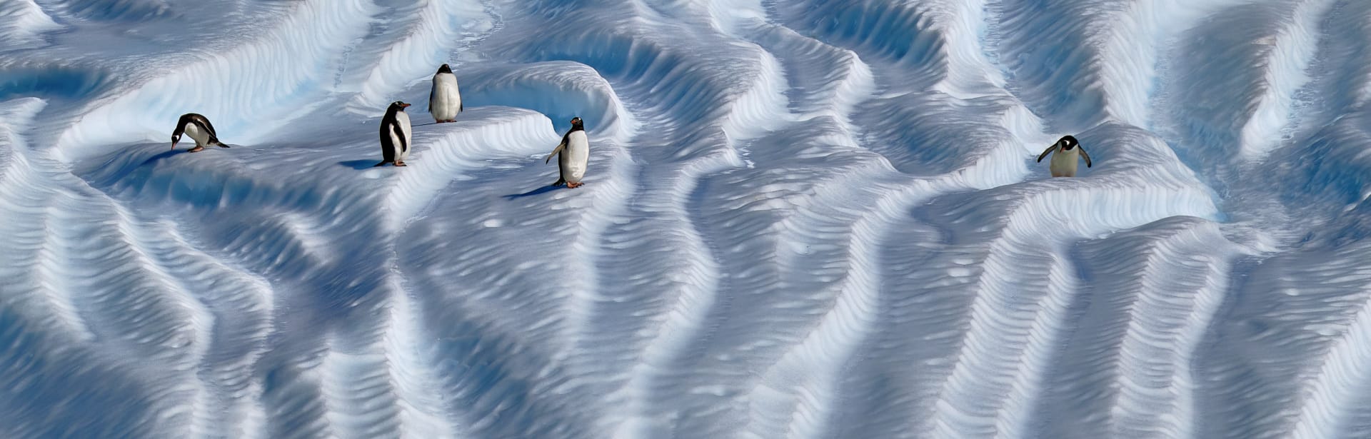 Extraordinary Antarctica: Cross the Polar Circle 