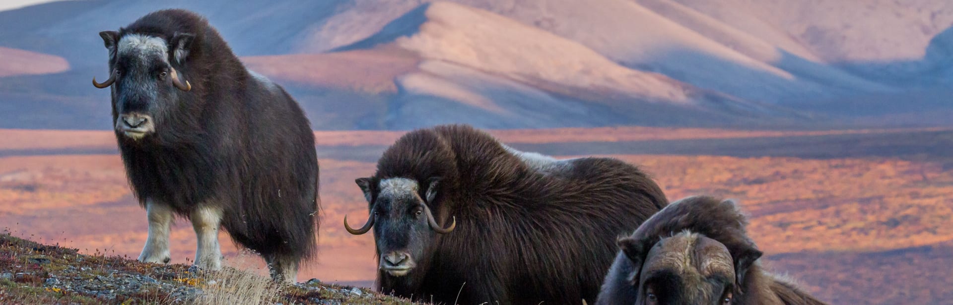 Discovering the Northwest Passage 