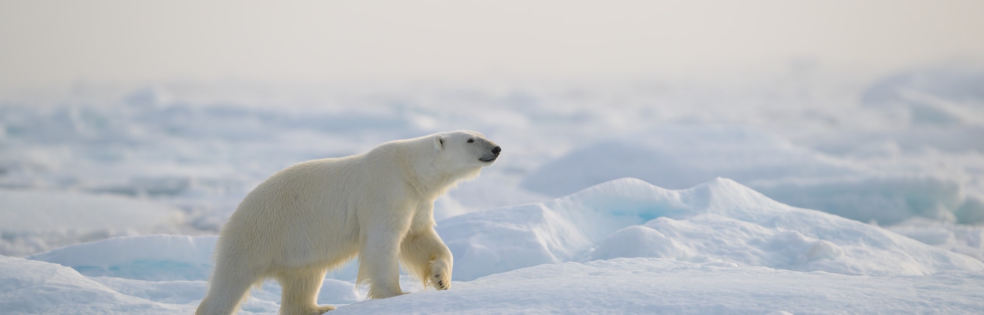 Svalbard Wildlife Expedition 