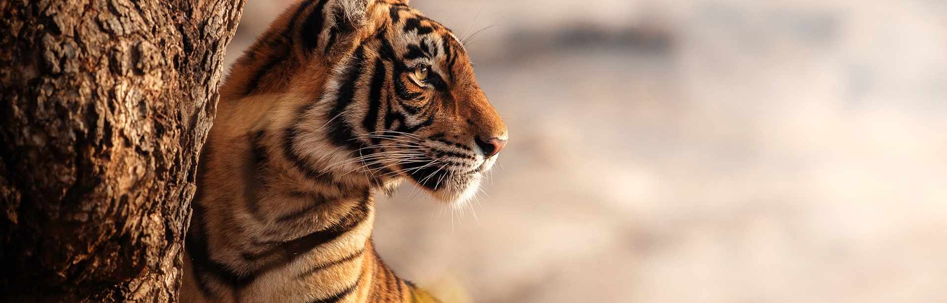Plan your India trip today
