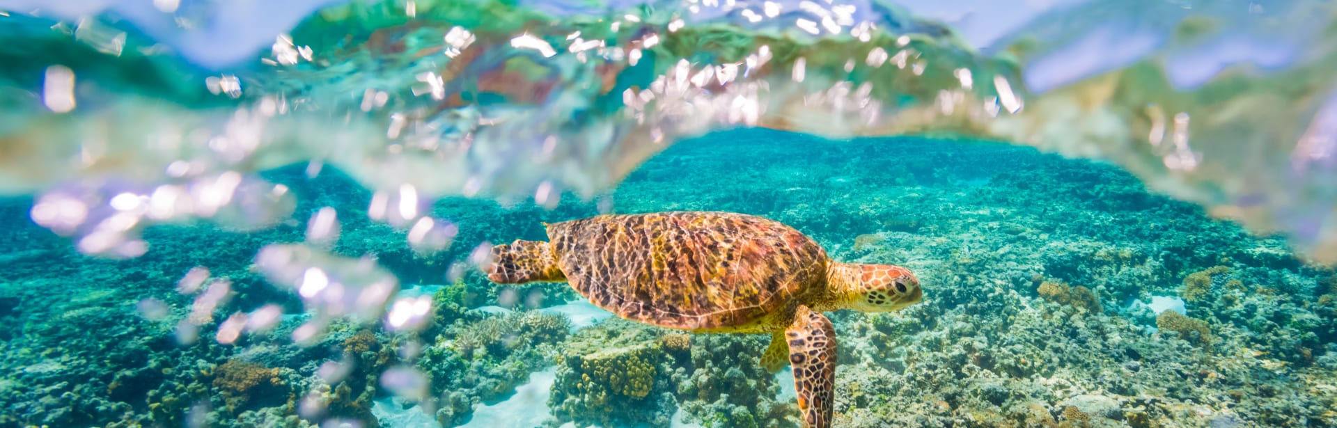 Wild Encounters: Outback, Rainforest and Reef 