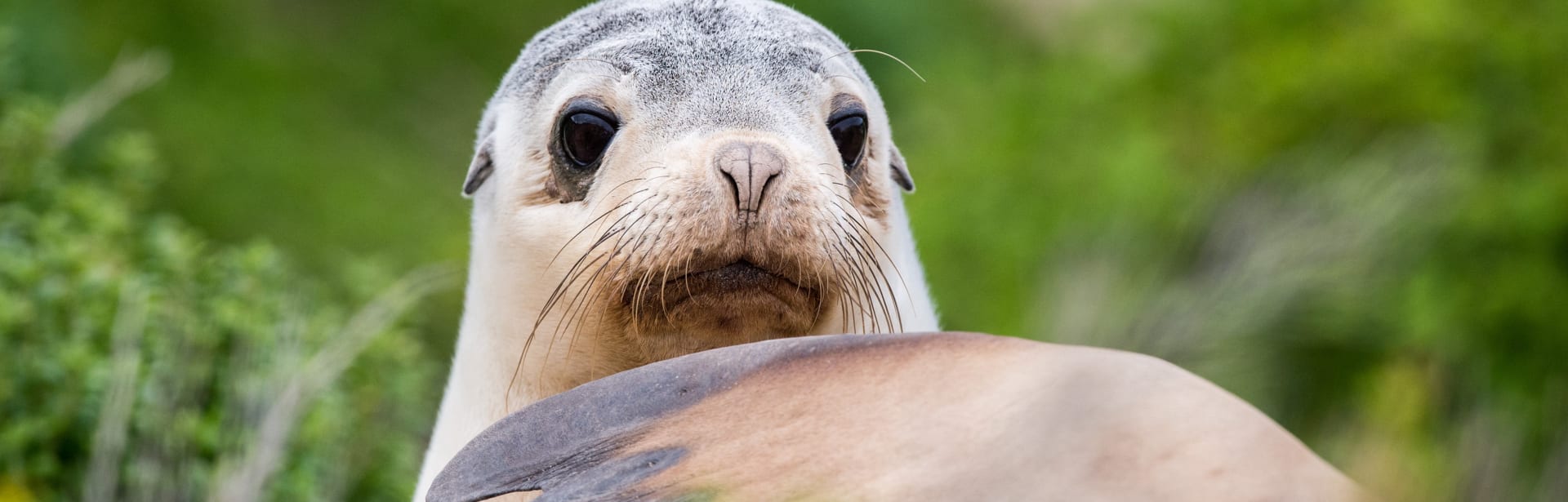 Wild Encounters: South Australia 