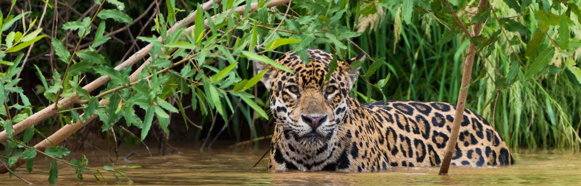 Wild Brazil: Amazon & Pantanal Adventure 