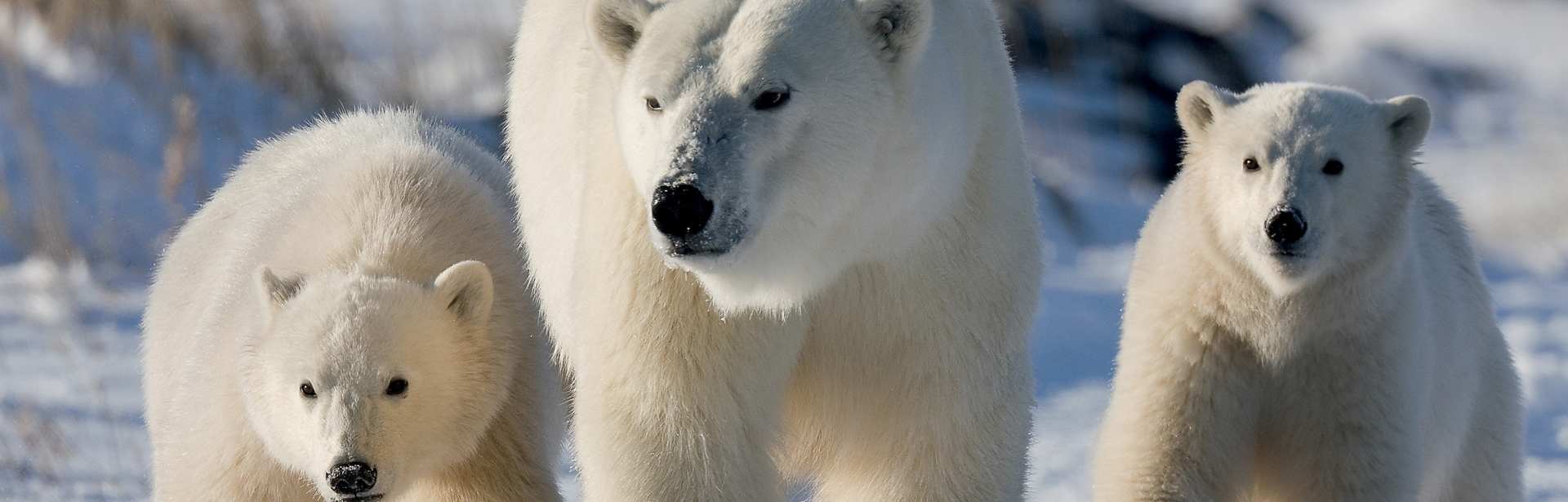 Great Ice Bear Adventure 