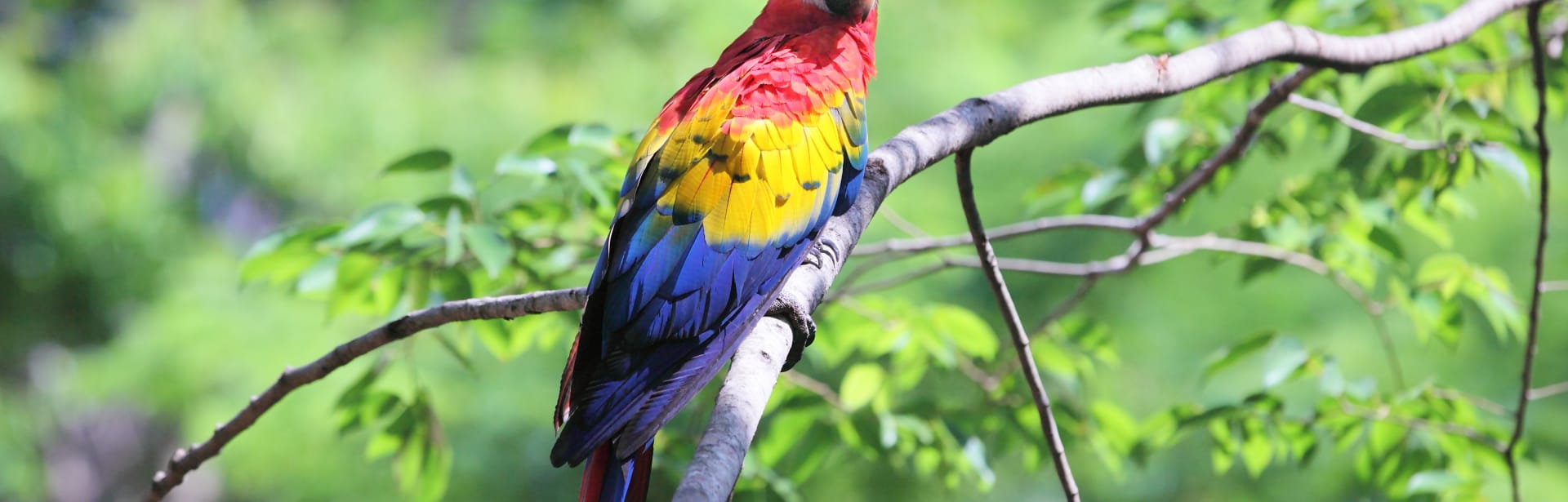 Wild Costa Rica and Ecuador 