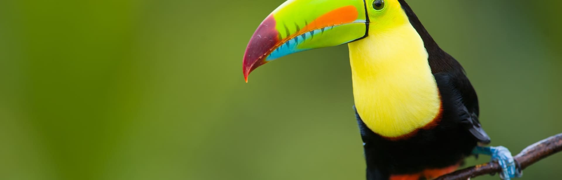 Wild Costa Rica 