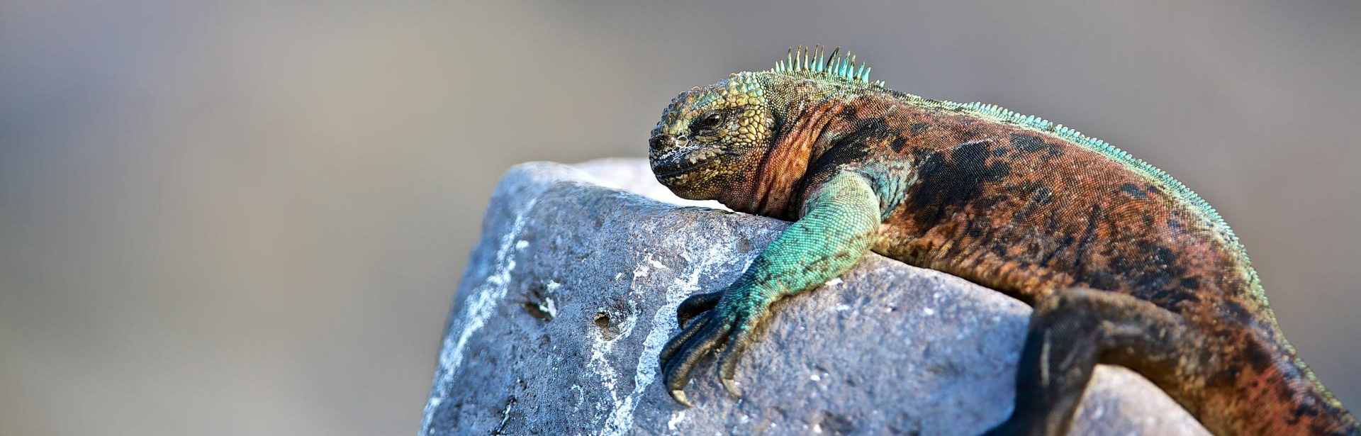 Family Fun in Galapagos & Ecuador 