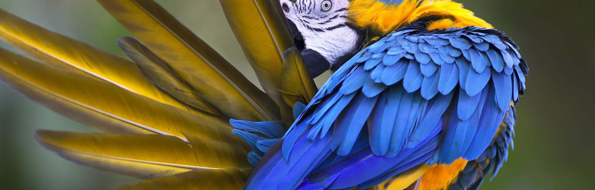Wild Galapagos & Ecuador 