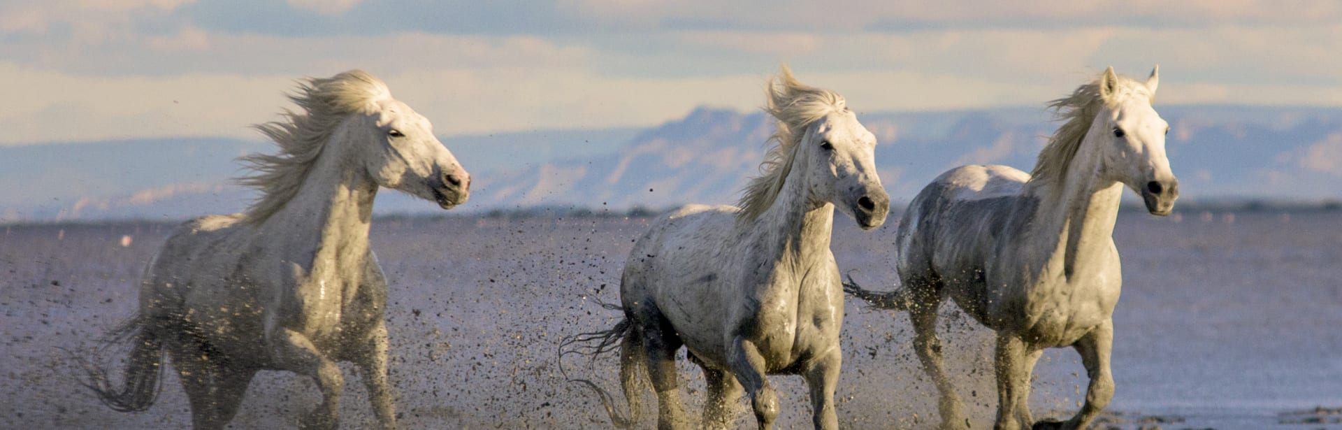 Wild Encounters: Southern France 