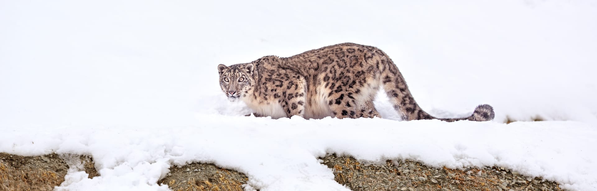 Epic India: Spotting Snow Leopards 