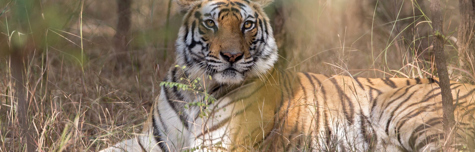 Wild Encounters: Central India 