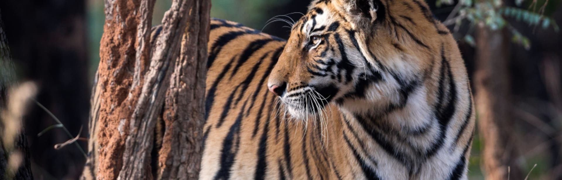 Wild Encounters: Temples & Tigers 