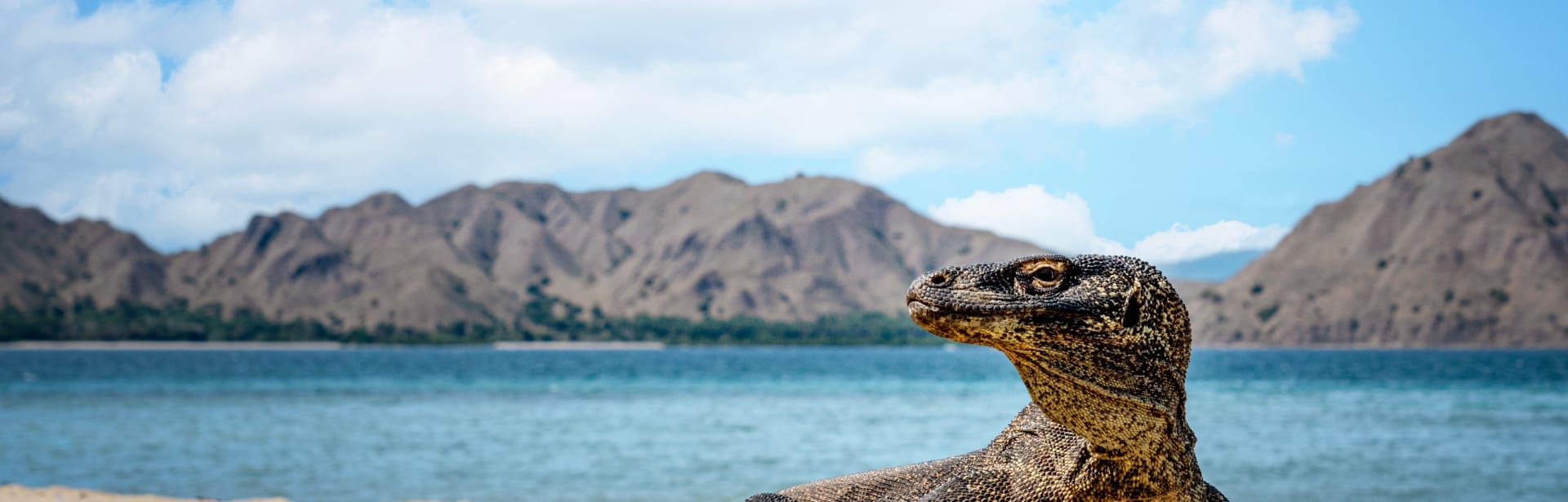 Bali, Komodo, and Australia: A Journey Through Paradise and Beyond 