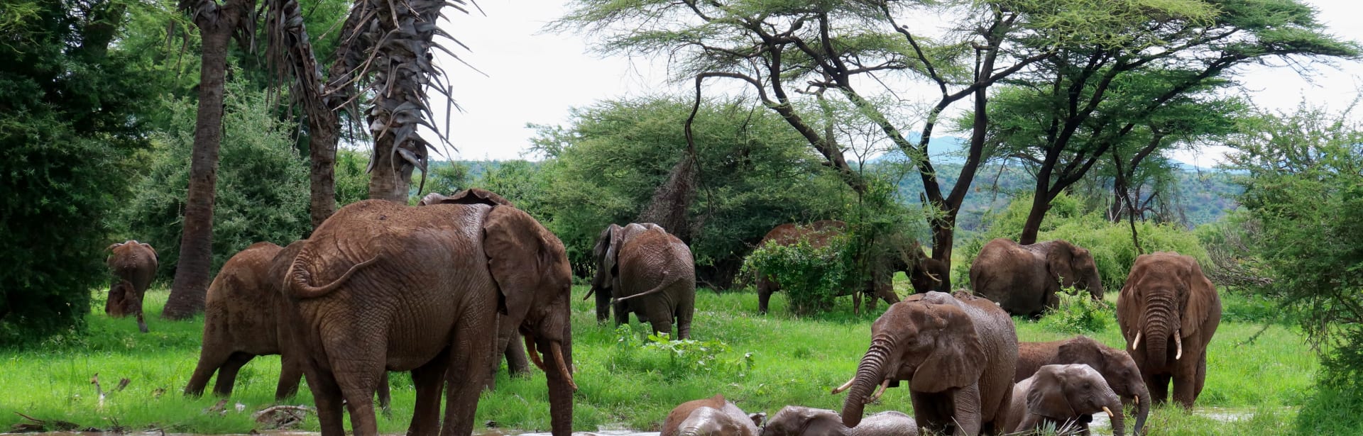 Rare Earth Culture & Wildlife 