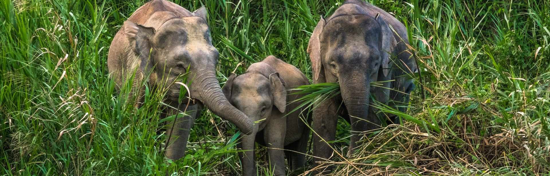 Family Fun in Malaysia and Borneo 