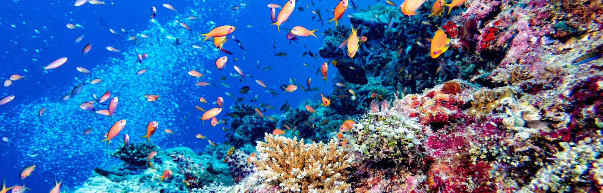 A Family Marine Adventure: Soneva Fushi & Soneva Jani 