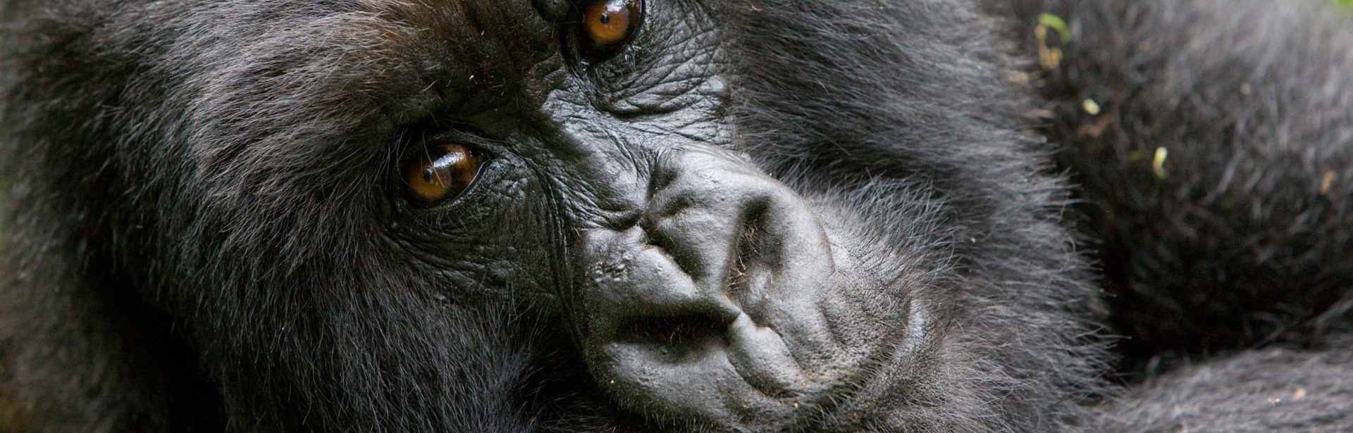 Highlights of Rwanda and South Africa 