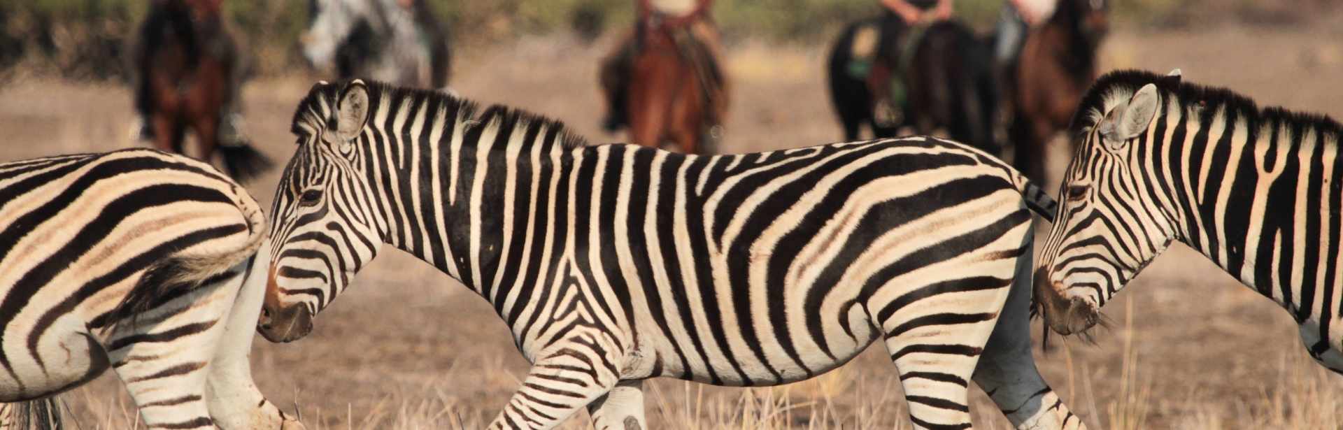 Little Trackers: South Africa 