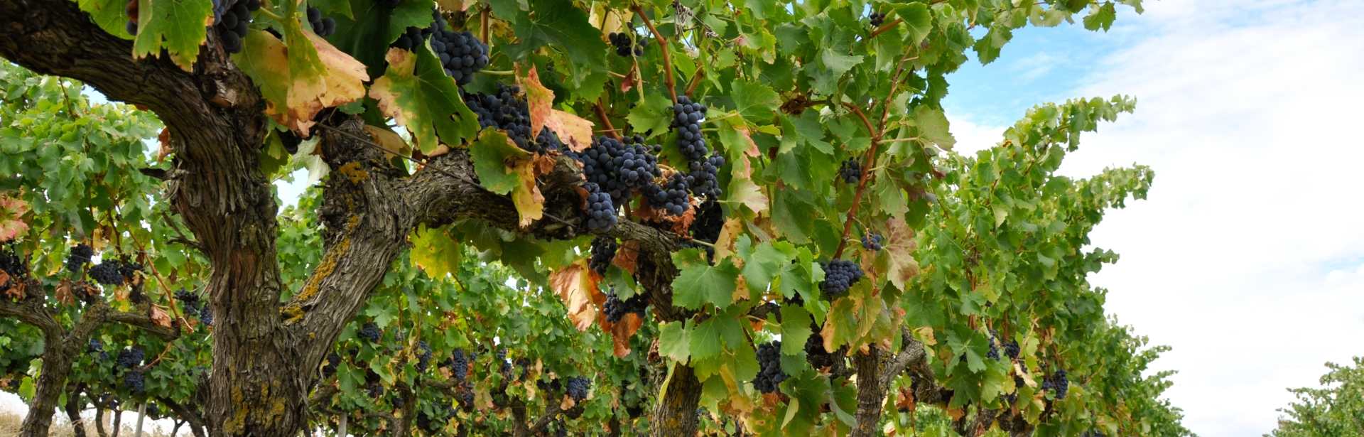 Gourmet Basque Country 