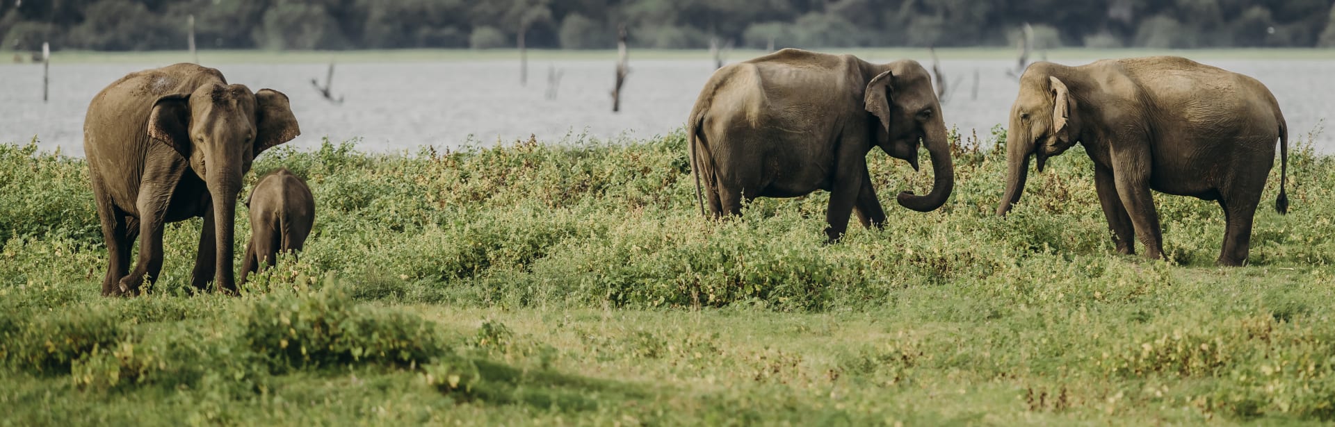 The Ultimate Journey Through Sri Lanka 
