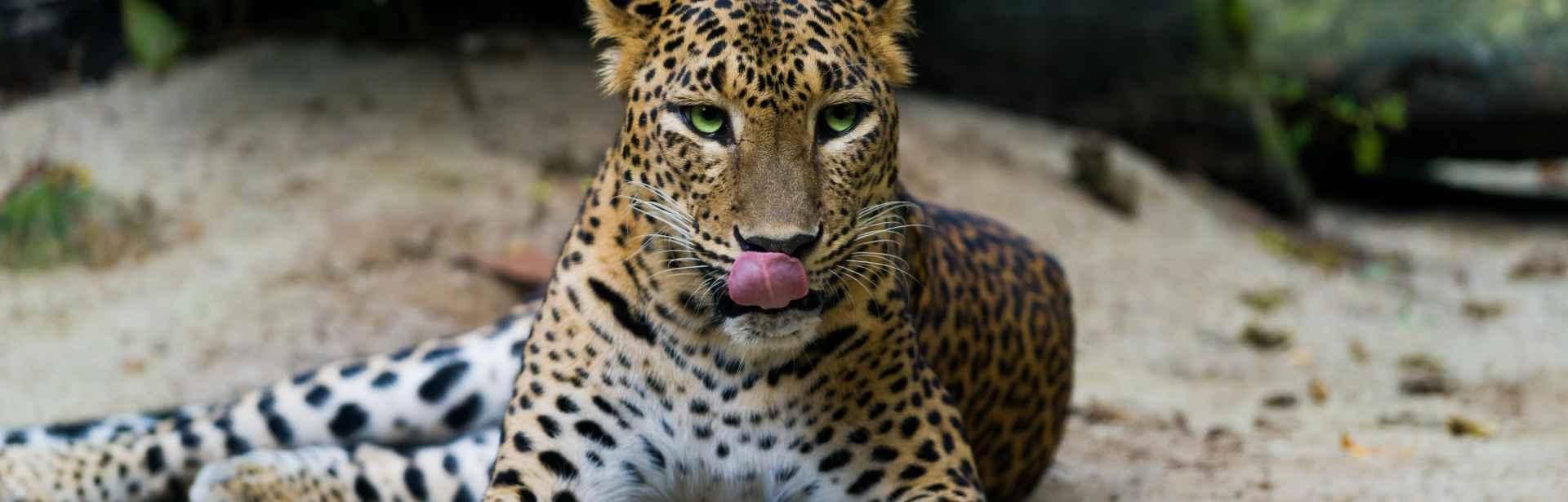Wild Encounters: Sri Lanka 