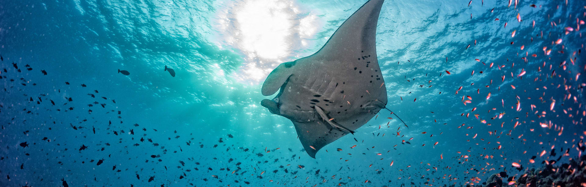 Treasures of the Tropics: Sri Lanka and the Maldives 