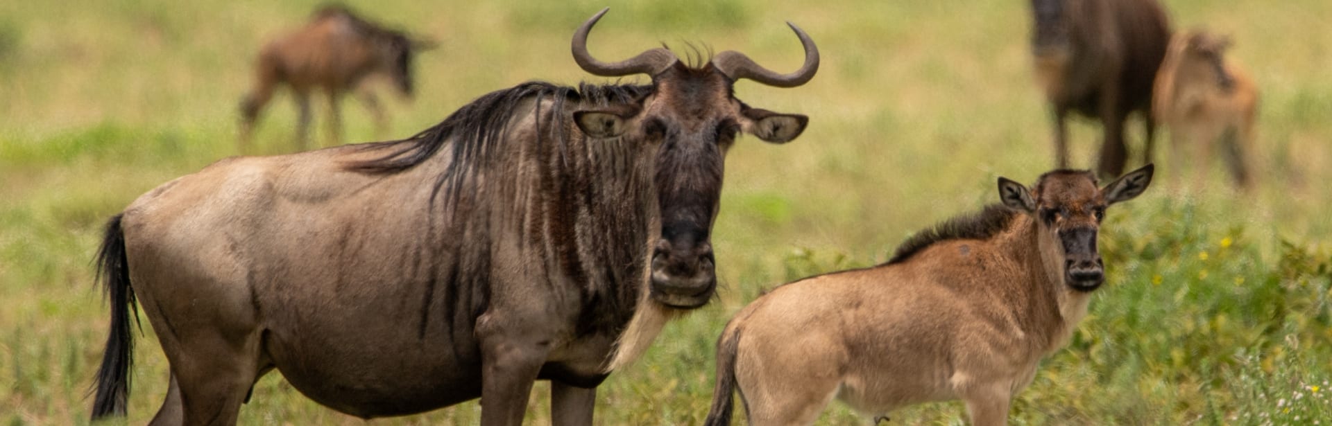 Discover Culture & Calving in Tanzania 