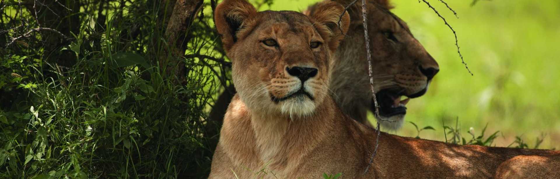 Limitless Tanzania 