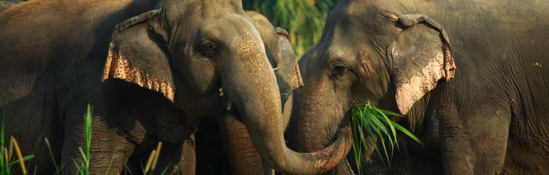 Wild Encounters: Laos and Thailand 