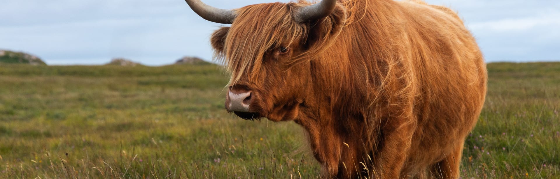 A Meaningful Wildlife Journey Through Scotland’s Untamed Beauty 