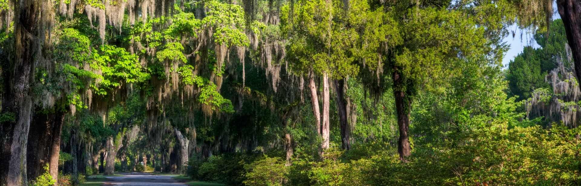 Georgia and South Carolina Uncovered 