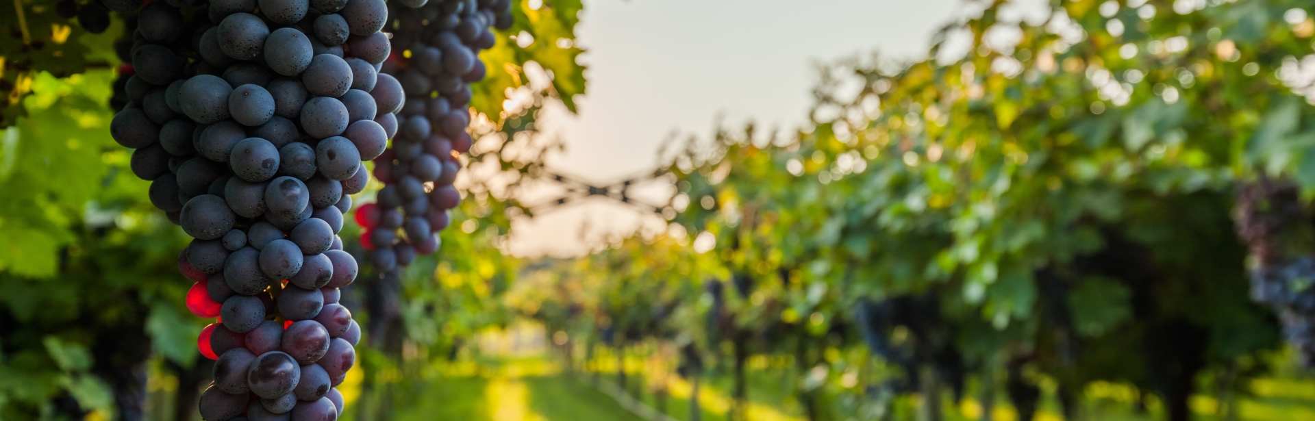 California Uncorked: Napa and Sonoma Wine Adventure 