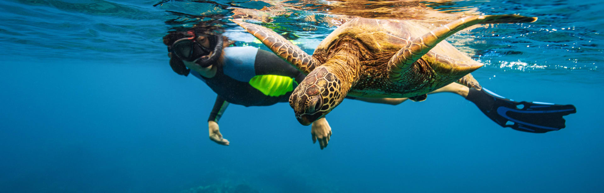 Wild Encounters: Hawaii 