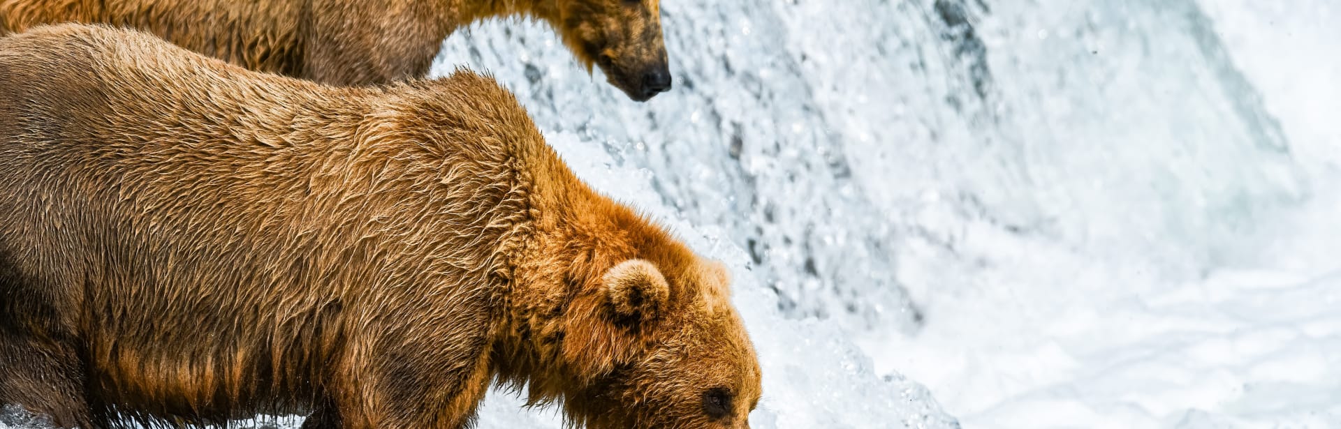 Rail & Sail: The Rocky Mountaineer & Alaska with Silversea 