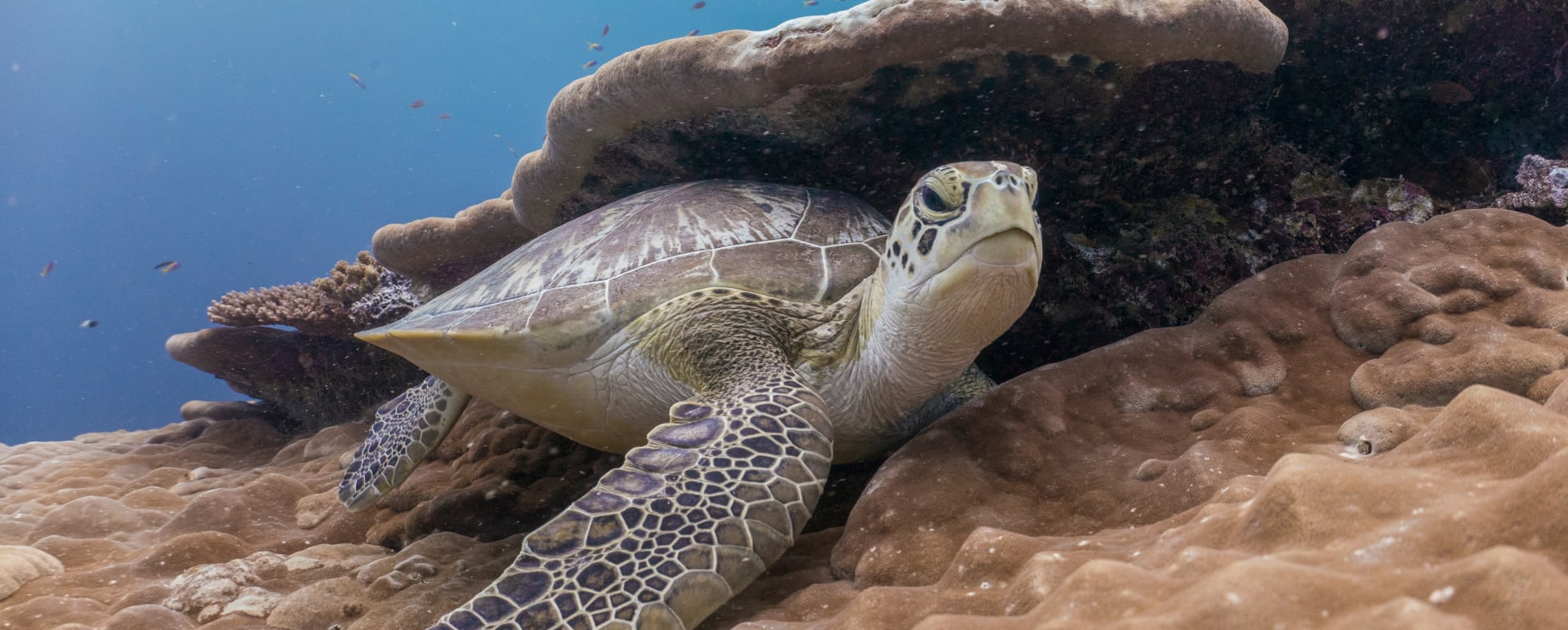 Laamu Atoll