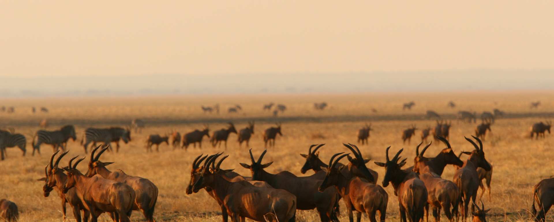 Wildlife Holidays