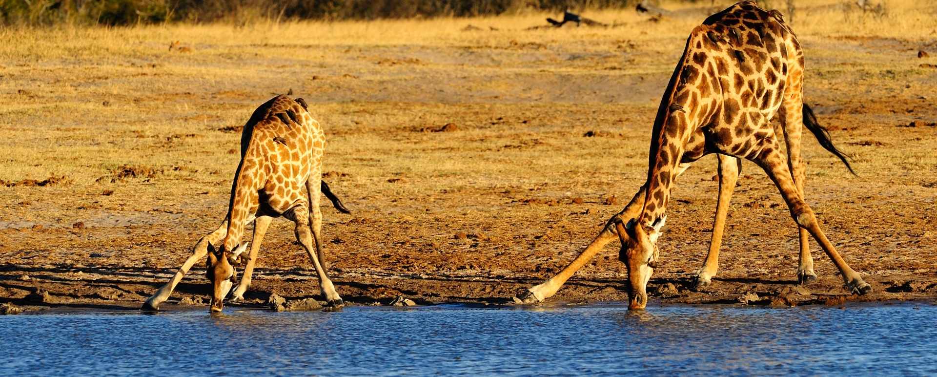 Africa February half term
