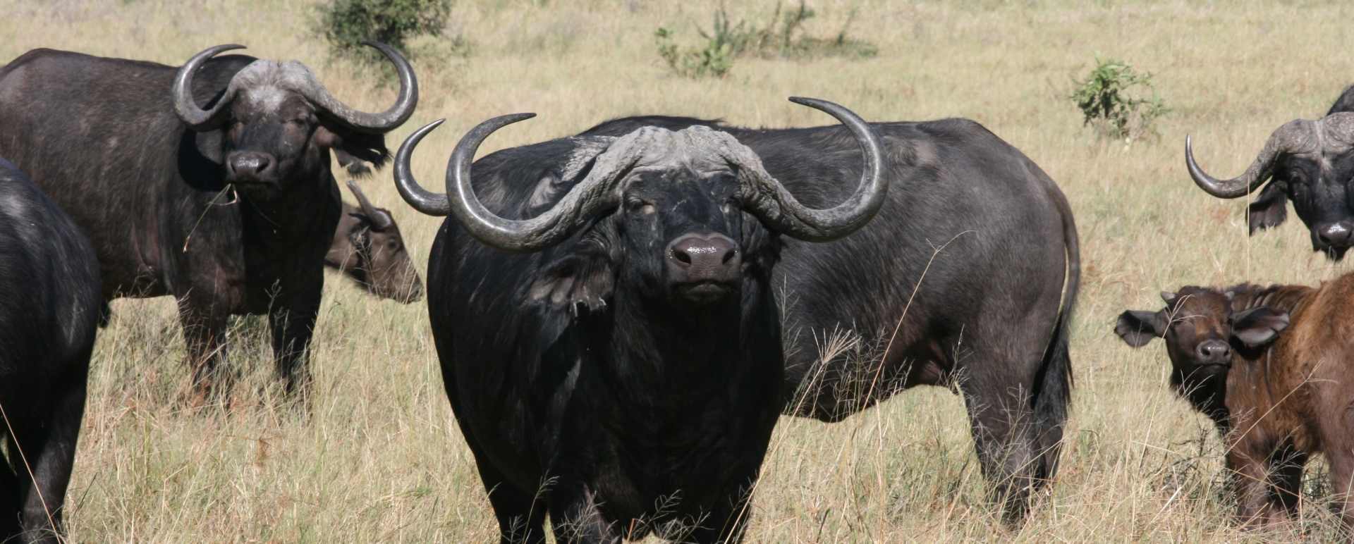 Chobe National Park
