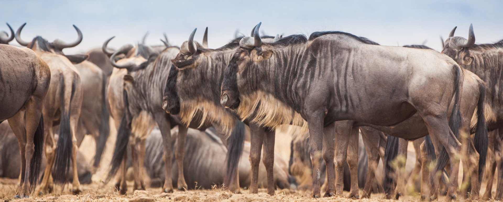 Big Five Migrations