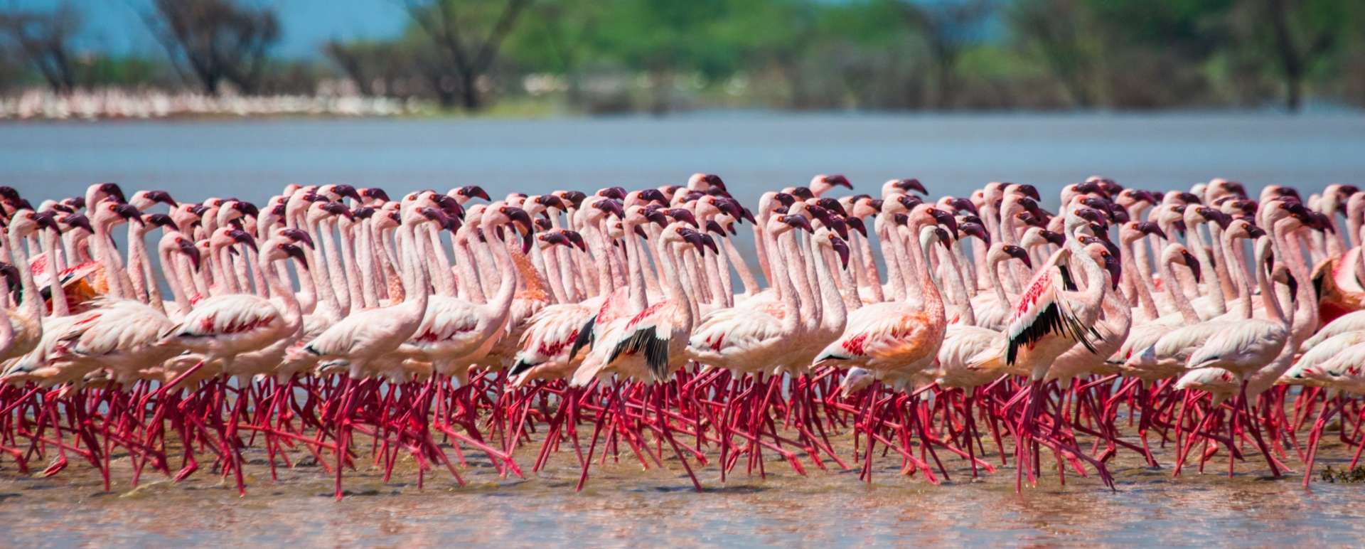 Summer Safaris