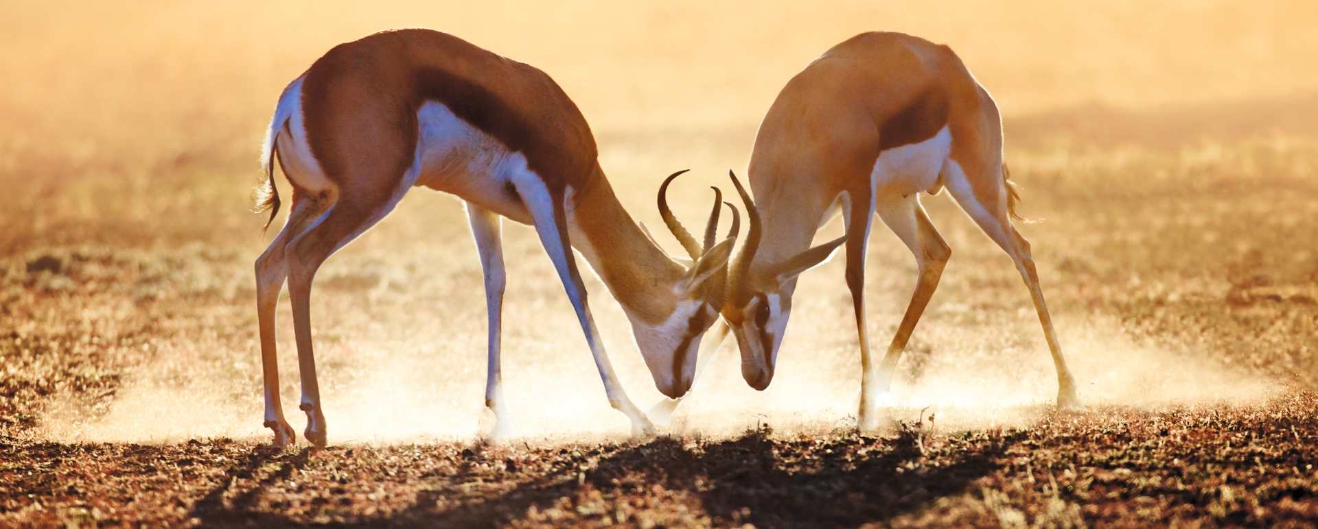 The Kalahari