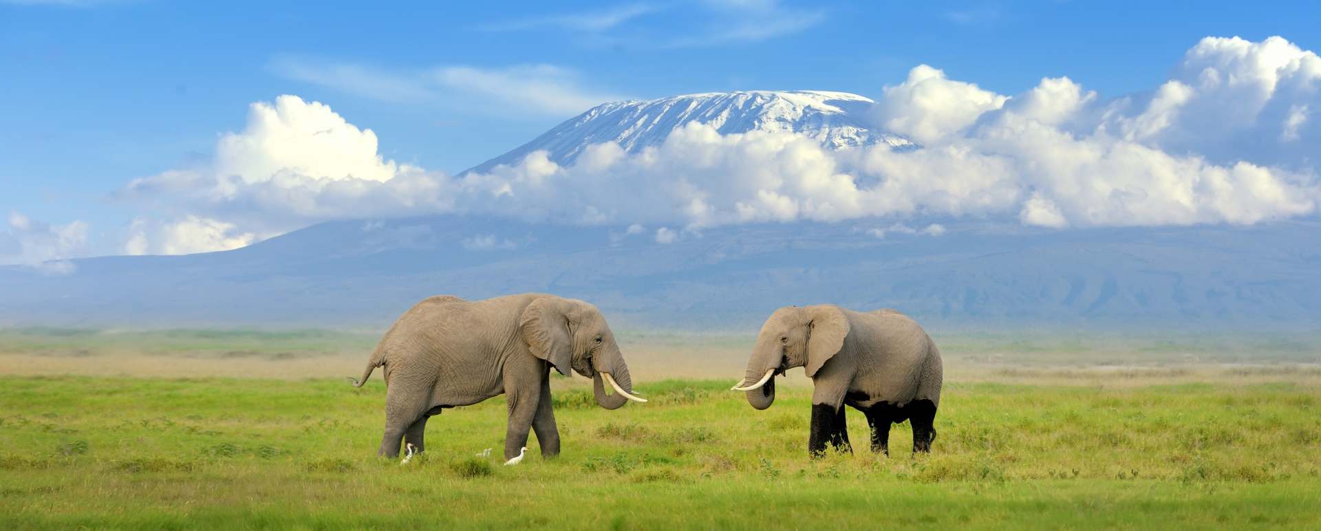Kilimanjaro