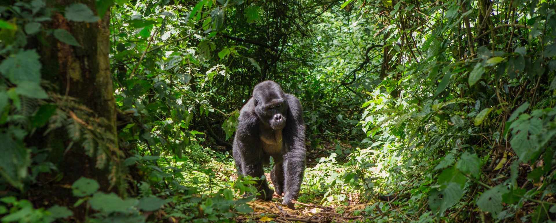 Bwindi Impenetrable Forest