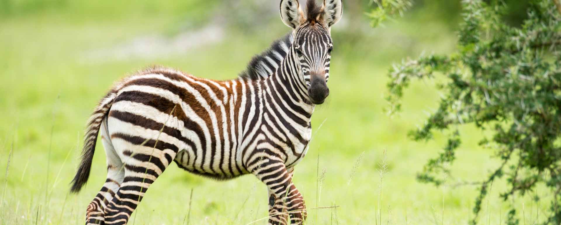 Lake Mburo National Park