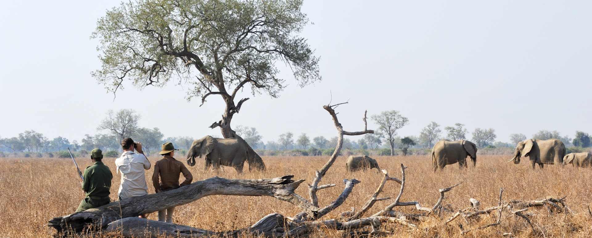 Luangwa Valley